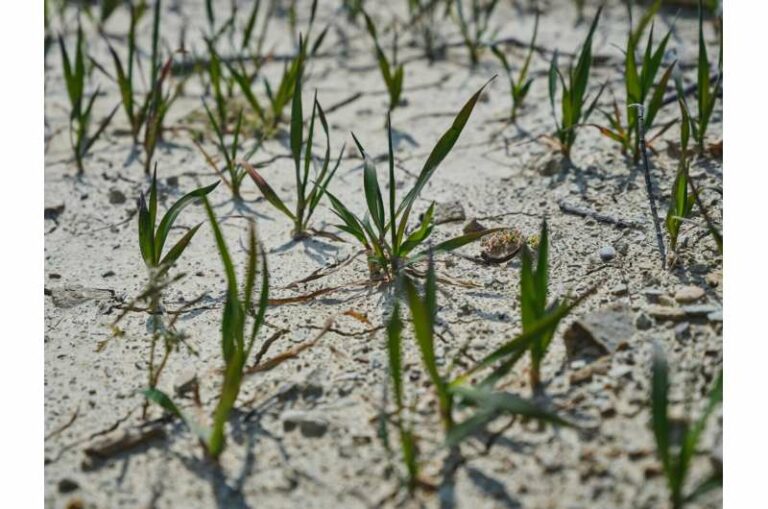 Los satélites documentan los efectos de las olas de calor en las plantas