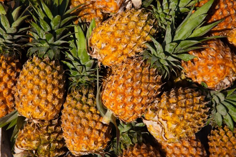 Internacional: Repuntan las exportaciones de piña y banano de Costa Rica