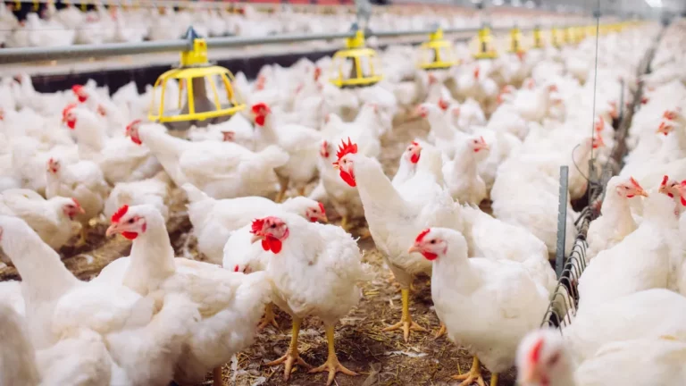 La coccidiosis y su control