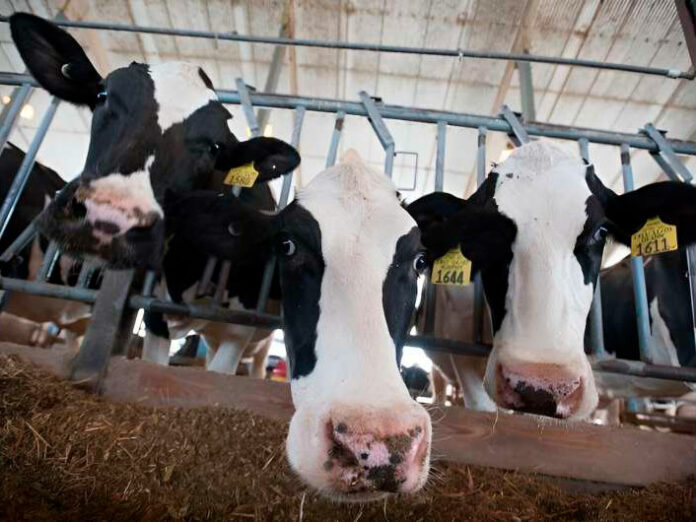 cattle-on-low-protein