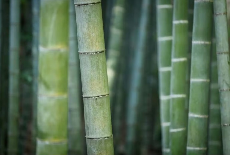 Agrónomos protegen las plantas de los metales pesados con terapia hormonal y el mineral zeolita