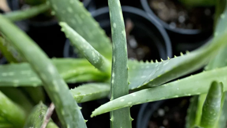 El hidrogel a base de aloe vera que permite mantener humedad en suelos agrícolas