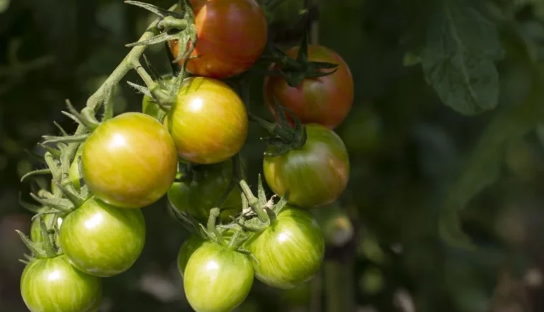 Árbol de cacao reduce en 30% la incidencia del marchitamiento en cultivo de tomate