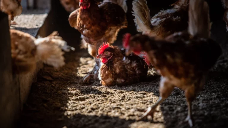 Coccidiosis aviar, enfermedad parasitaria caracterizada por el incremento de mortalidad