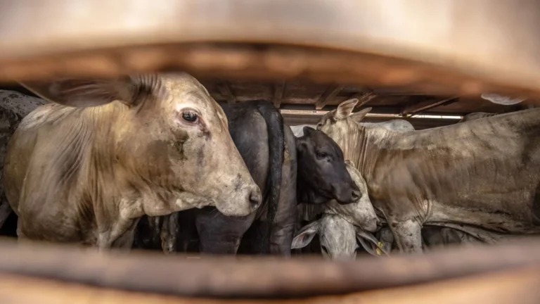 El manejo de ceba en bovinos de descarte, un ingreso adicional para los productores