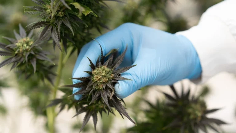 Internacional: Logran exportación de material vegetal de propagación de cannabis sativa a Costa Rica