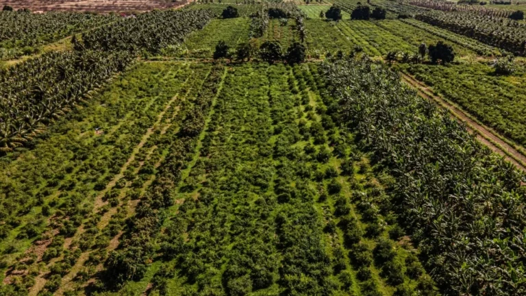 Colombia: Aprenda algunos métodos para conocer la vocación agrícola del terreno en su finca