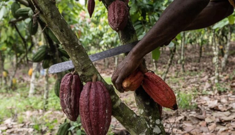 Internacional: El chocolate podría volverse aún más caro si fracasa la cosecha de cacao en África