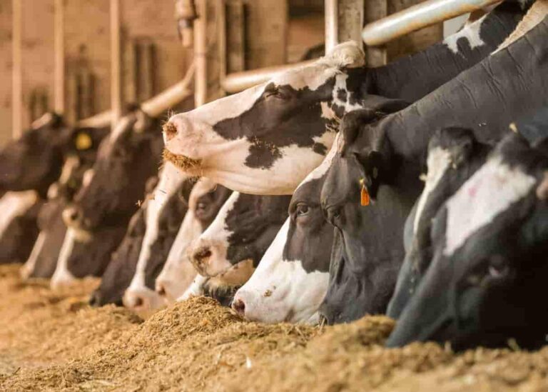 El estudio de la baja fertilidad de un toro lleva al hallazgo de un factor genético clave para la fertilidad masculina