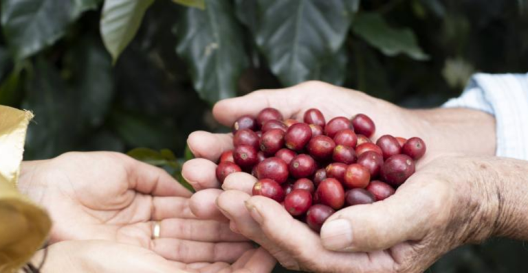 Internacional: Colombia prevé cerrar 2023 produciendo 11,6 millones de sacos de café