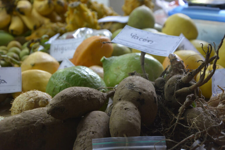 Internacional Colombia: Cultivos de yacón, sagú y achiote renacen en el Valle del Cauca