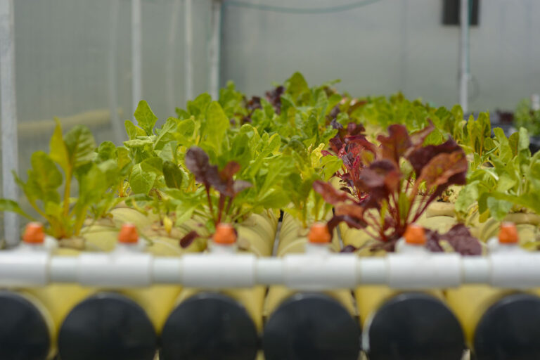 Internacional Colombia: Sistema de recirculación de nutrientes produce lechugas en sistema hidropónico