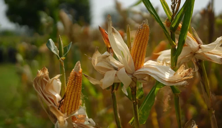 INFORME TÉCNICO:  Agricultores de Ecuador enfrentan desafíos para aumentar rendimientos en la siembra de maíz