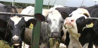 Plantas tóxicas amenazan la ganadería en la región