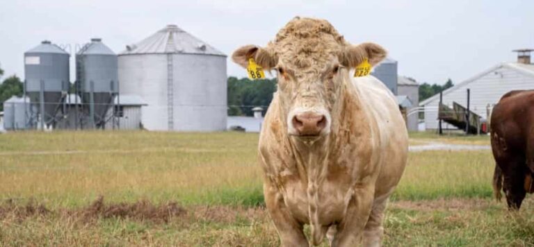 Internacional: La FAO pasa revista a la emisión de metano por la ganadería