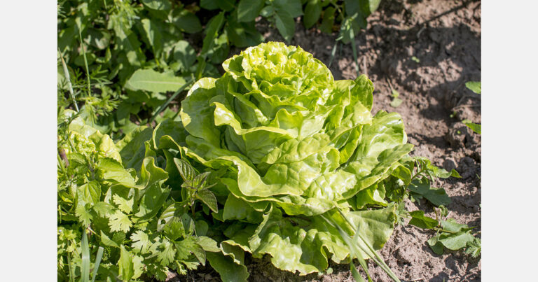 Ponen en marcha un proyecto que busca obtener variedades de lechuga más resilientes a la sequía