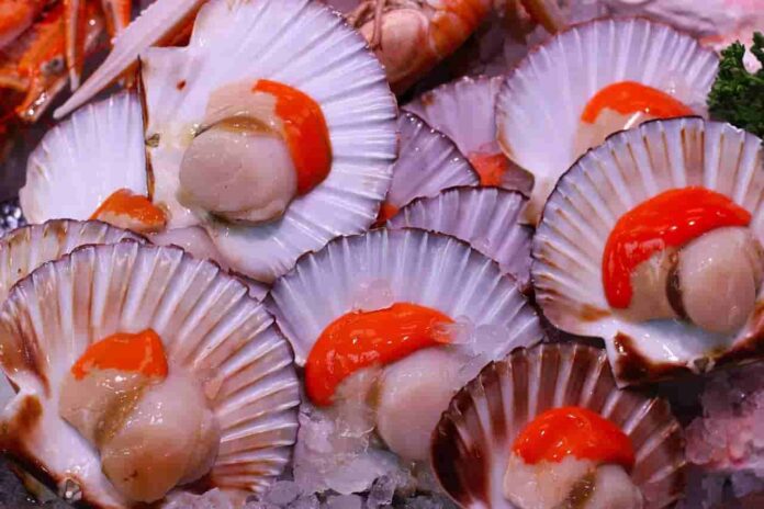 Los-mariscos-cultivados-por-el-hombre-son-mas-resistentes-a-la-extincion-1