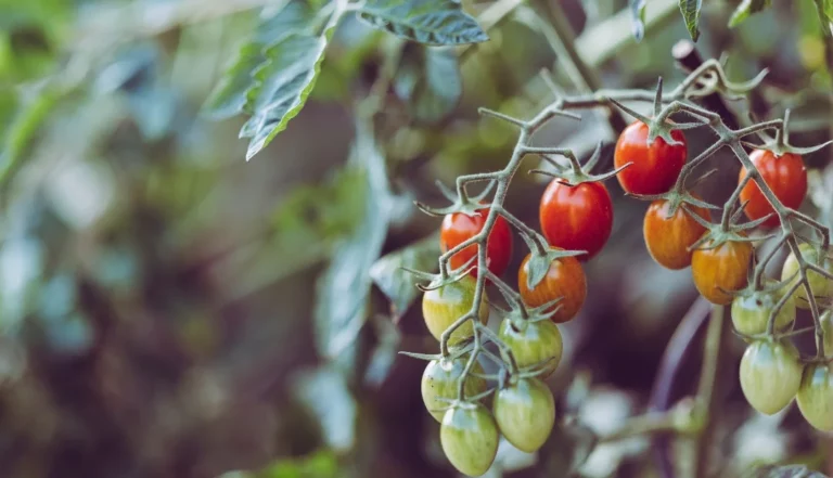 Internacional Colombia: Producción de tomate alcanza 512.000 toneladas anuales, pese a incidencia de plagas