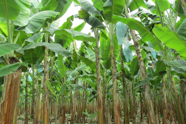 Internacional Colombia: “Se deben reforzar las medidas de bioseguridad y las acciones de prevención del Fusarium R4T en zona de frontera con Venezuela”: ICA