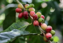 Precio del café arábica cae a mínimos de dos semanas por expectativas de mayor oferta de Brasil