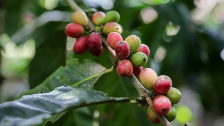 La violencia rural genera “riesgos enormes” para el café colombiano