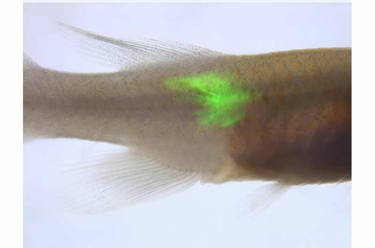 Una nueva herramienta versátil para estudiar las hormonas de los peces puede transformar la piscicultura