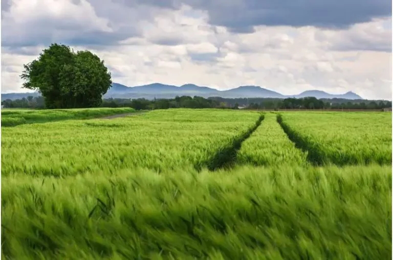 ¿Sembrar múltiples cultivos en la misma parcela puede mejorar la producción y la sostenibilidad agrícola?