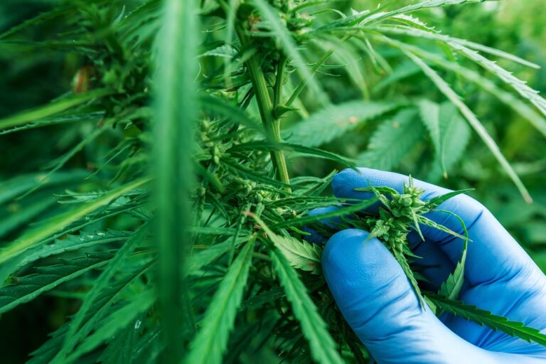 INTERNACIONAL, COLOMBIA:  Gobierno cambió reglas de juego para el sector cannabis