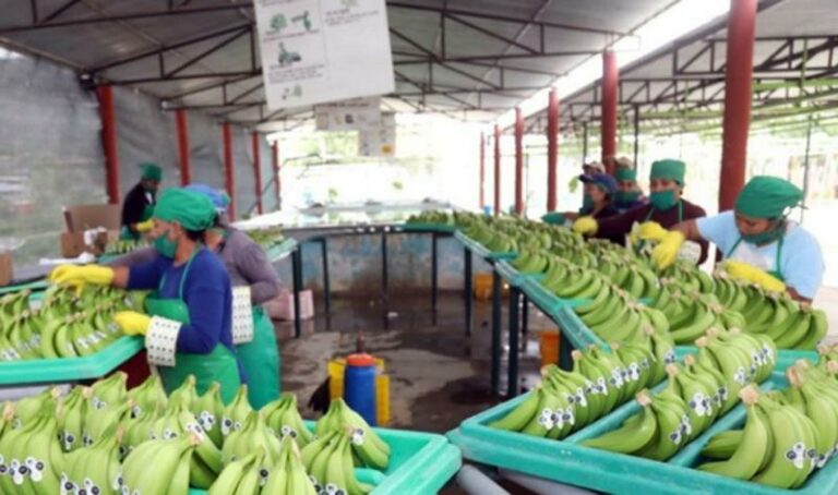 Internacional: Corea del Sur y Estados Unidos entre los países donde mayor precio tiene el plátano