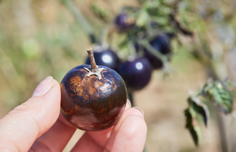 Tips para control y prevención de Phytophthora en tomates