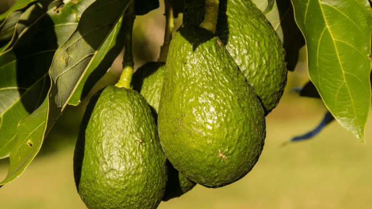 Internacional: La campaña de palta empieza a perder el ritmo