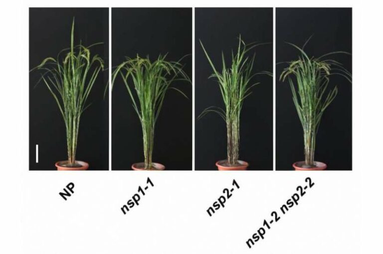 Científicos descubren cómo un nivel bajo de fósforo regula la arquitectura del arroz y la absorción de nutrientes