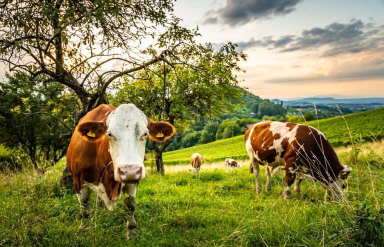 Descubriendo las Buenas Prácticas Ganaderas y el Bienestar Animal