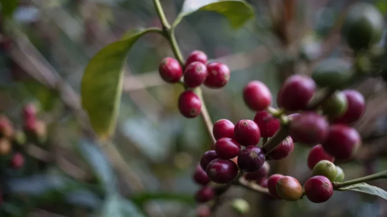 Internacional Colombia: Quedan 14 meses para que los cafeteros se adapten a legislación de la Unión Europea