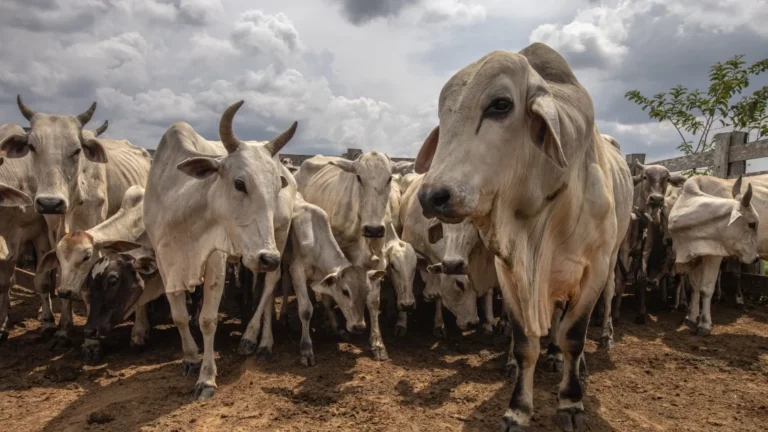 La importancia de valorar la condición corporal bovina para evitar bajas productivas