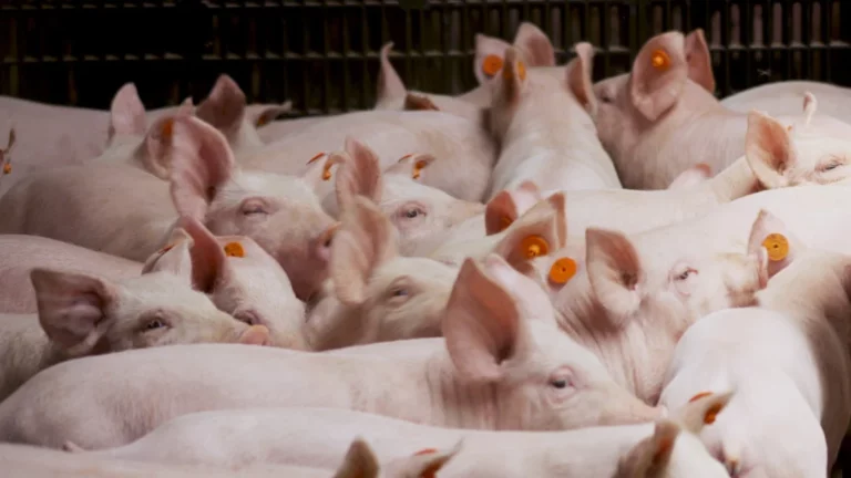 Rinitis atrófica, enfermedad infecciosa de gran incidencia en la producción porcina