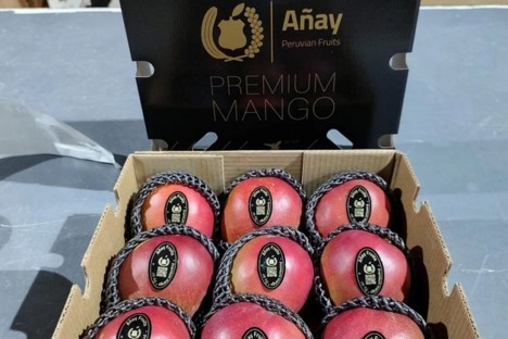 Internacional: “El mango peruano tiene un final de temporada complicado, con precios altos en campo y una demanda que no está donde se esperaba”