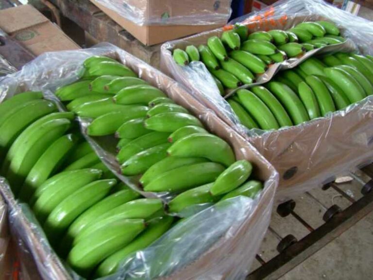 Chiquita anuncia su regreso a la producción bananera en Panamá