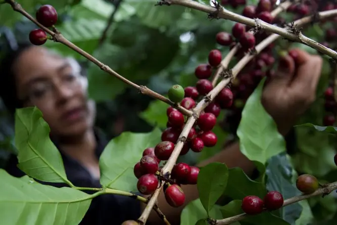 Internacional: Un pabellón y una web mostrarán en la COP28 los avances de la agricultura en América