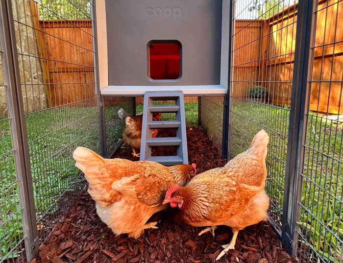 Internacional: “Albert Eggstein”: Inteligencia Artificial que comunicará a humanos con las gallinas
