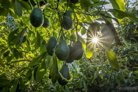 Internacional: “Estamos aumentando constantemente la oferta de aguacate para poder satisfacer la demanda”