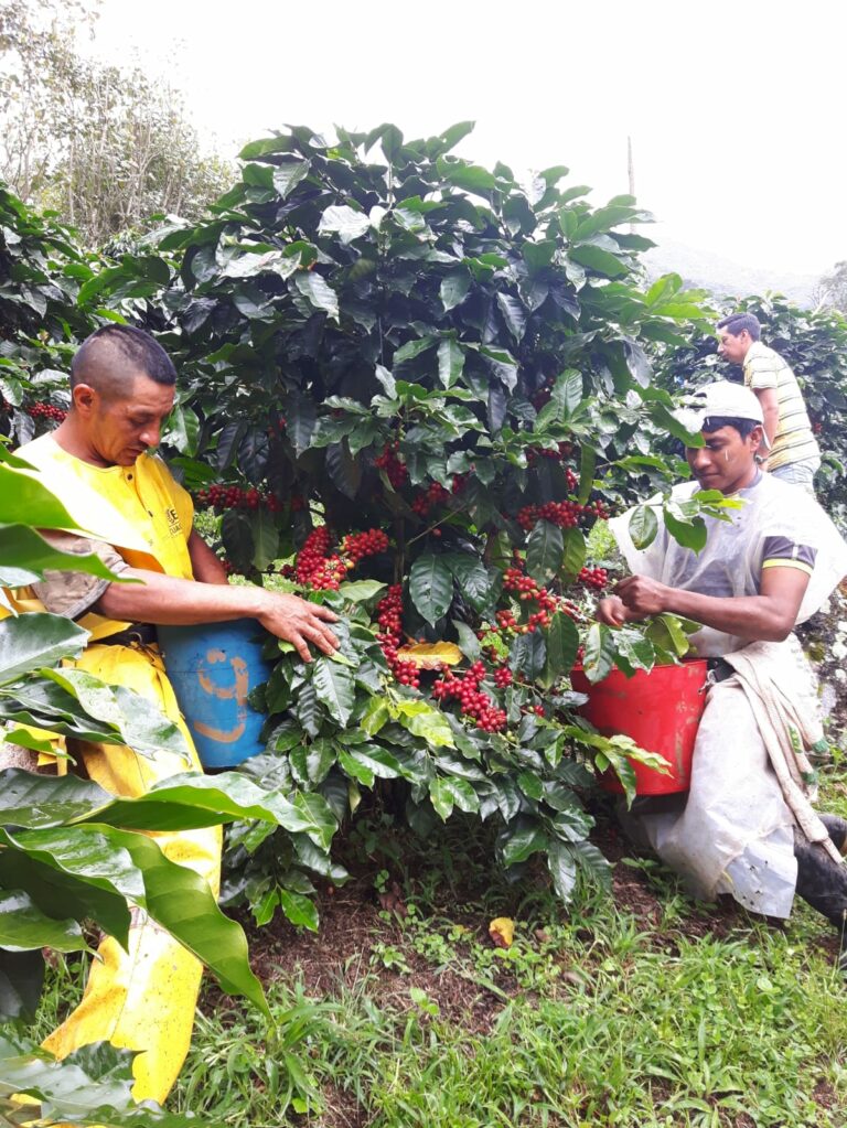 Café ecuatoriano busca posicionarse a nivel internacional con Taza Dorada en EEUU