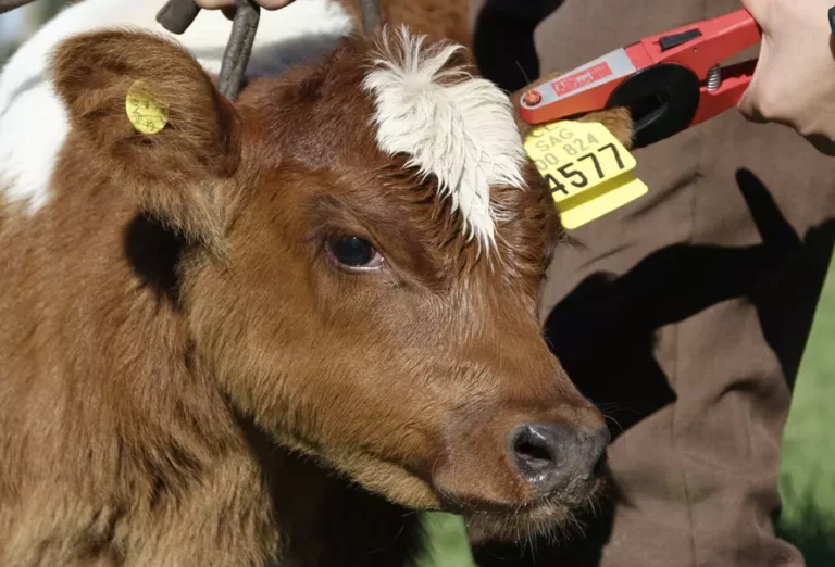 Uruguay, el país referente en trazabilidad bovina: ¿cómo funciona su sistema?