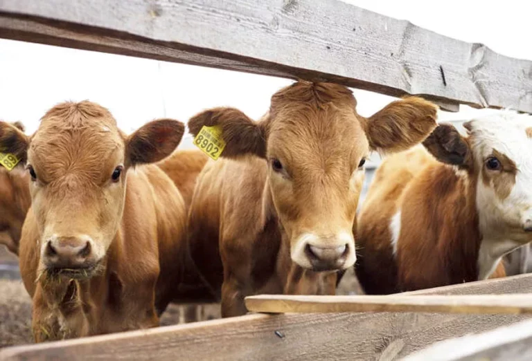 Proteja su hato: conozca más sobre la leptospirosis bovina