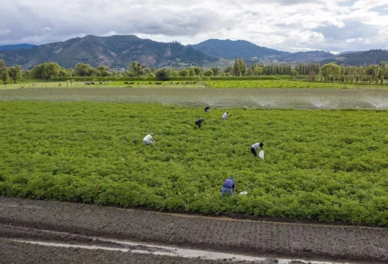 Internacional Colombia: Gobierno busca manejar los hilos de los fondos parafiscales del sector agropecuario