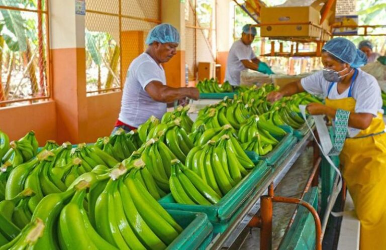 Internacional: Exportaciones peruanas de banano caen -12% en volumen en lo que va del 2023