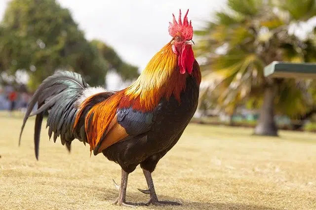 Habas versus soja como alimento para pollos de doble propósito