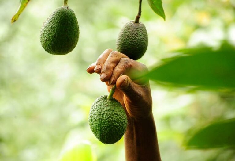 Internacional: Kenia será sede el tercer Congreso Internacional de la Palta de África 2024