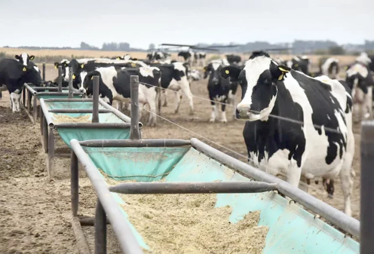 Estos son los aspectos clave para tener una producción lechera exitosa