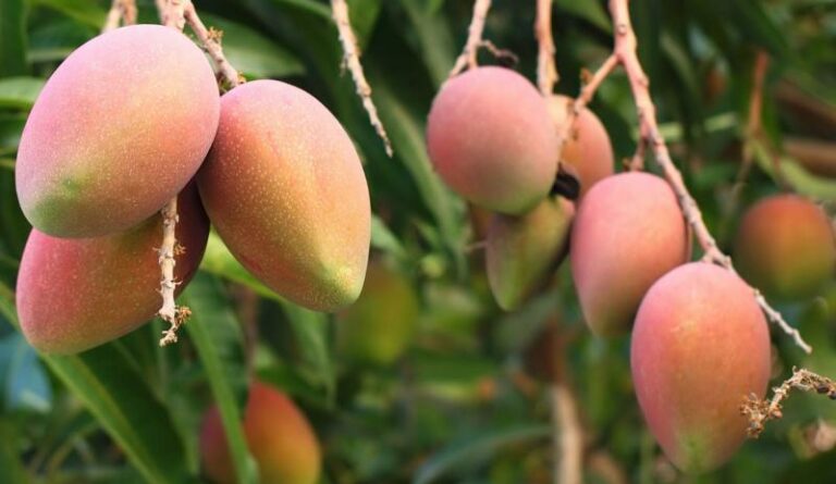 INTERNACIONAL: La oferta de mango destinada a EE.UU. disminuye significativamente este invierno